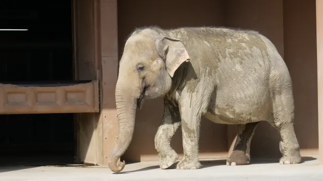 Seekor koala yang sedang berpegangan di pohon.