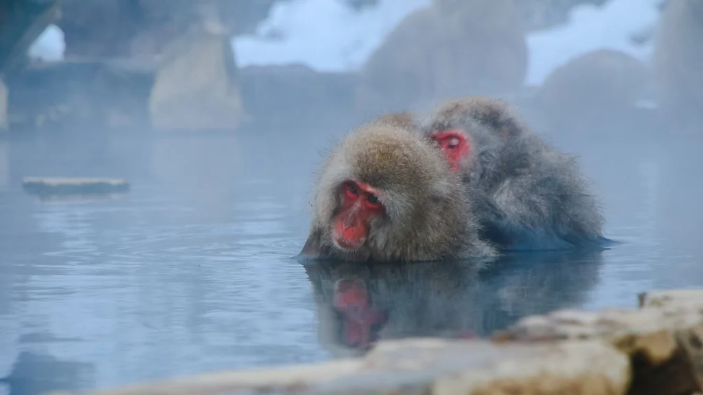 Pemandangan alam yang indah di Kyushu, seperti gunung berapi dan padang rumput.